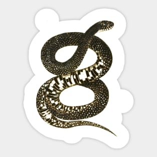 serpent,cobra,reptile,viper,venom,lizard,rattlesnake,king cobra, Sticker